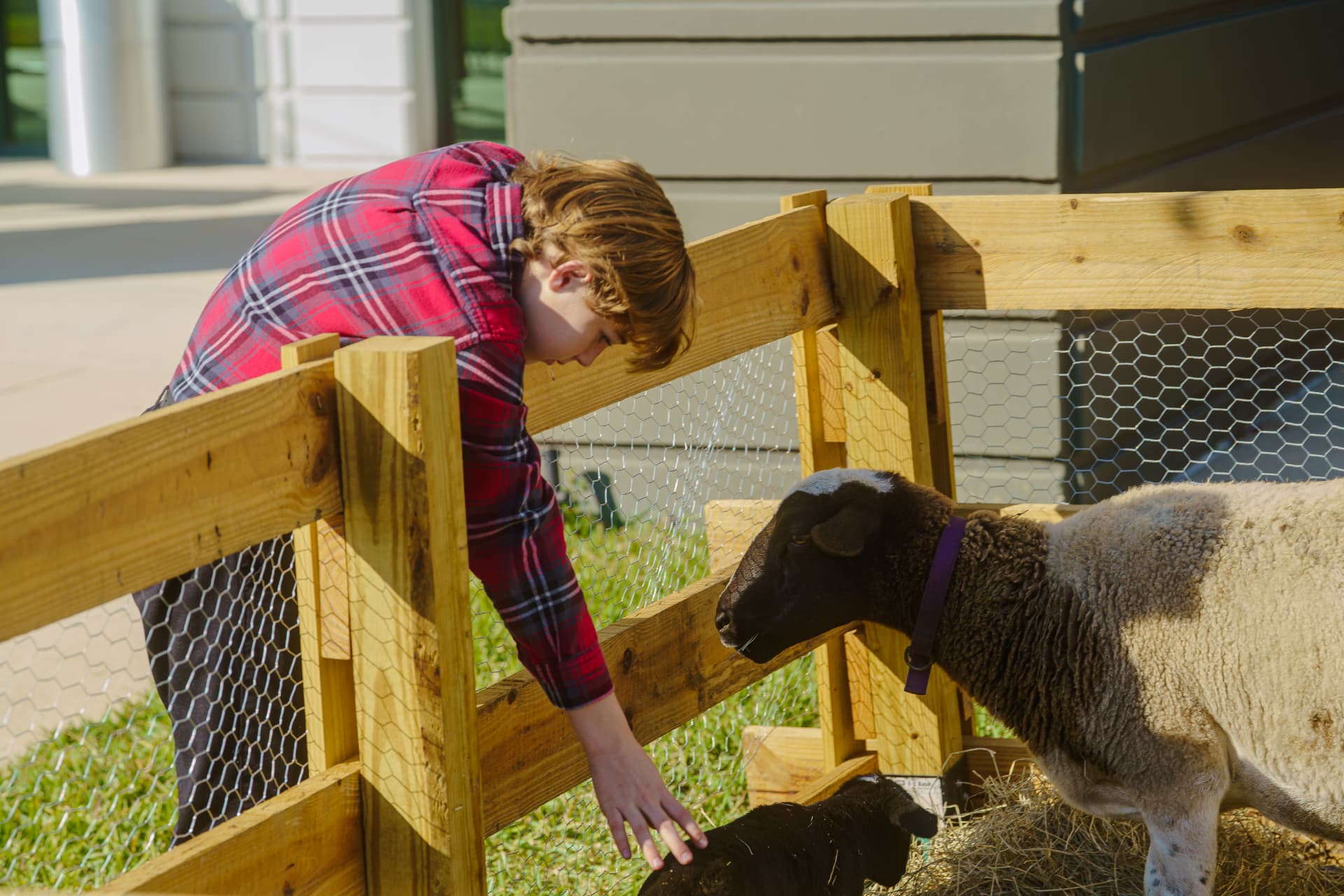 A child meeting a sheep at the live nativity