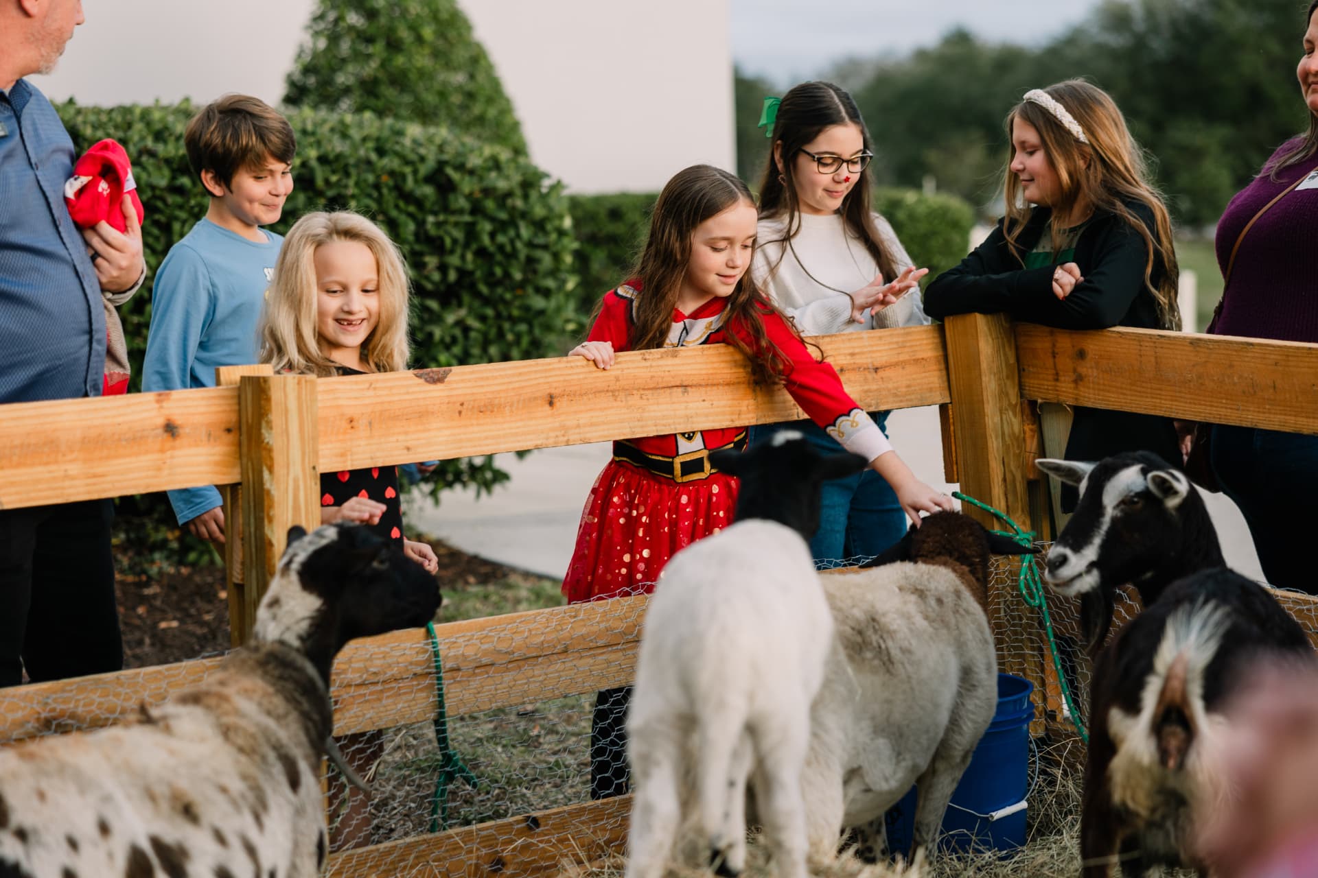Families visiting the live nativity animals